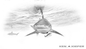 Oceanic Whitetip Shark Black and White by Ken Kiefer 